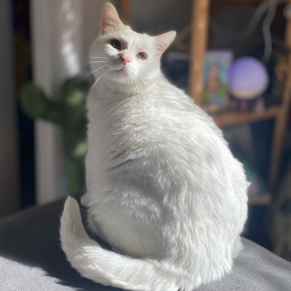 Meet your Posher, Liz - Picture 1 of 1